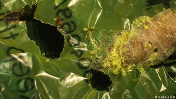 Cientistas descobrem larva que degrada plástico
