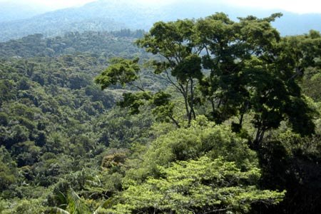 Embrapa lança projeto com foco em proteção ambiental e renda