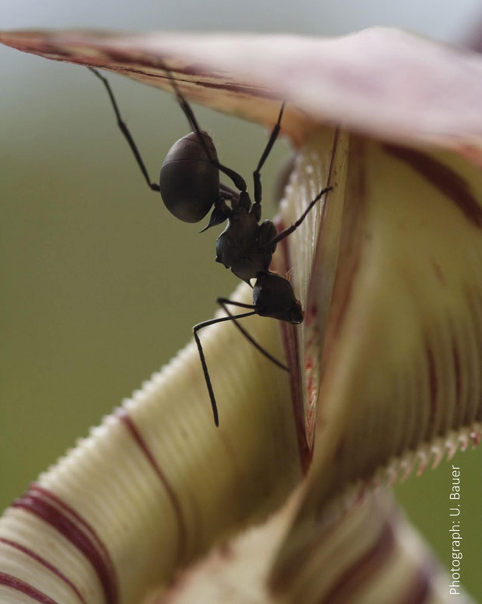 Formigas inventaram agricultura para combater a seca antes do homem, diz estudo