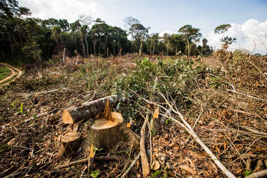 Desmatamento na Amazônia sobe 24% em 2015, mostra Inpe